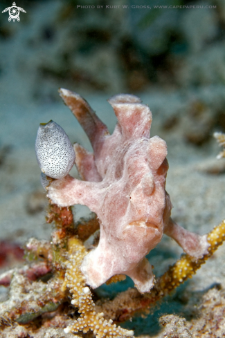 A Frog Fish