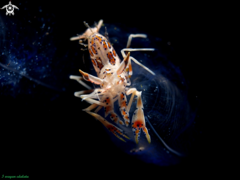 A Tiger Shrimp