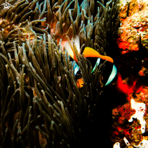 A African Clown Fish | Clown Fish