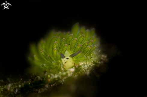 A Nudi