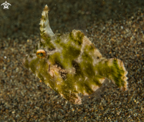 A Filefish