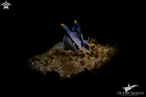 A Crowned Nudibranch