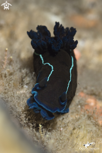 A Black Nudibranch