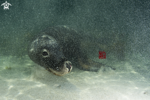 A Sea Lion