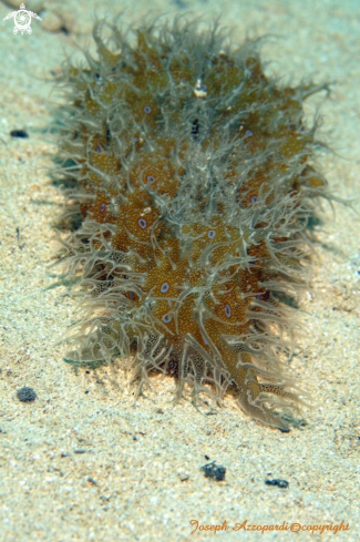 A Bursatella leachii | nudi branch