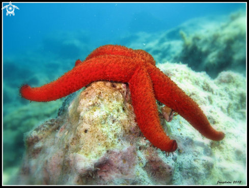 A starfish