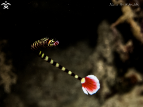 A Pipefish