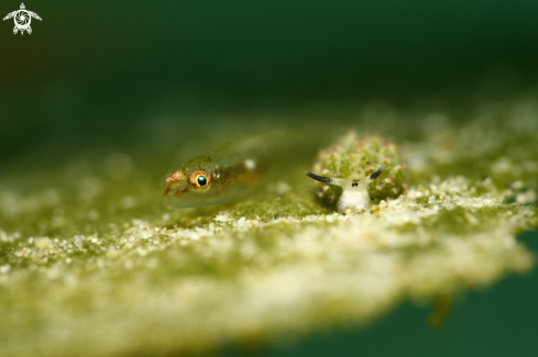 A Goby and Nudi