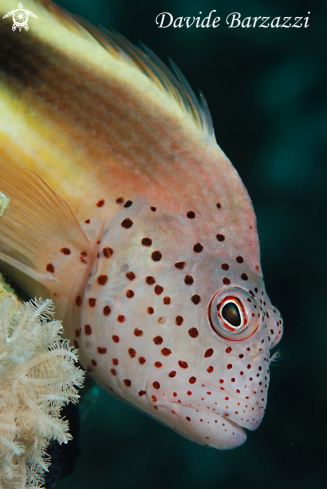 A Hawkfish