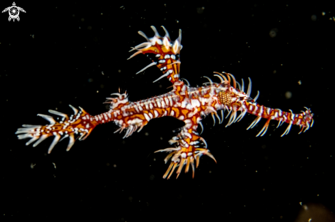 A Ornate ghost pipefish