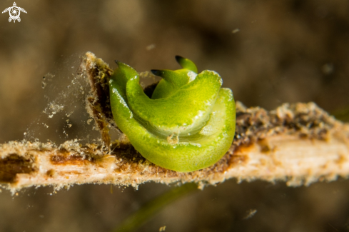 A Elysia sp | Sapsucking slug