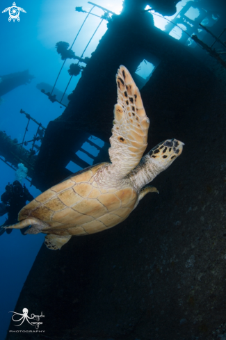 A Hawksbill Turtle