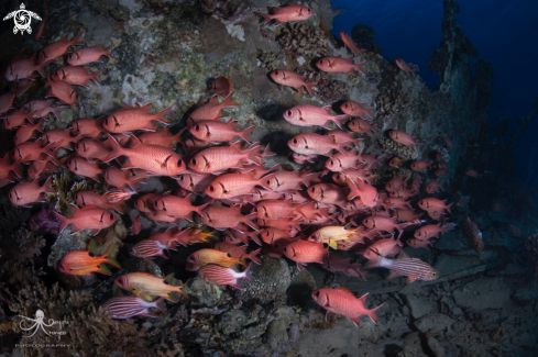 A Myrispristis murdjan,Sargocentron diadema | Blotcheye Soldierfish,Crown Squirrelfish