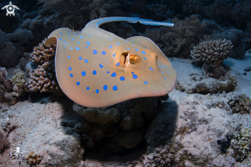 A Blue spotted Stingray