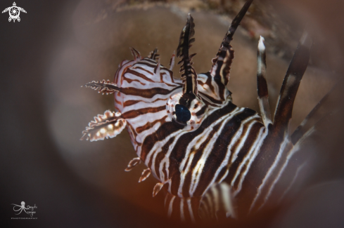 A Pterois miles | Lionfish