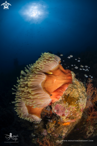 A Magnificent Sea Anemone