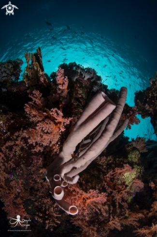 A Tube coral