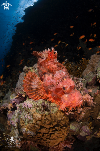 A Scorpion fish