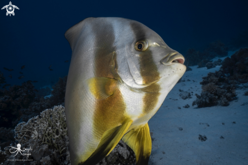 A Batfish