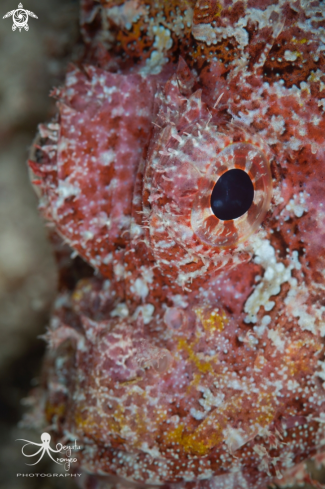 A Scorpionfish