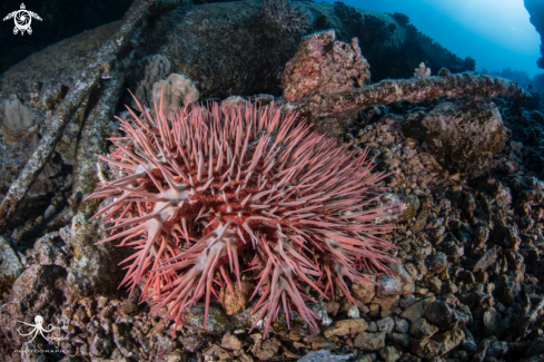 A Acanthaster planci | Crown of thorns