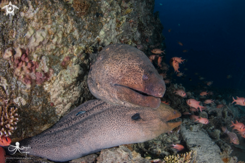 A Moray eel