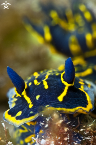 A Nudibranch