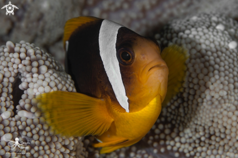 A Clown fish