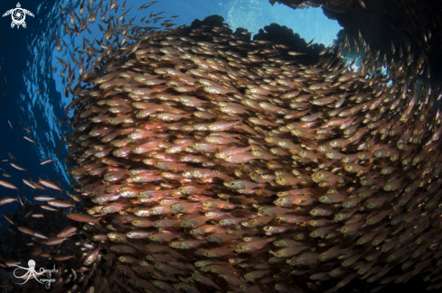 A Glassfish