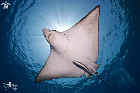 Eagle ray