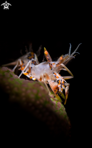 A Tiger Shrimp