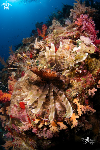 A Lionfish