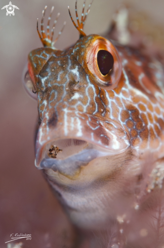 A Blenny