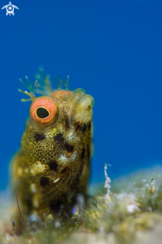 A Golden Roughead Blenny