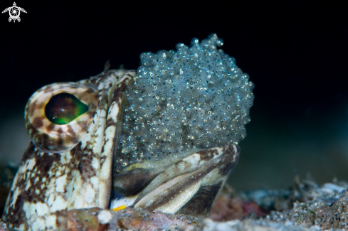 A Dusky Jawfish