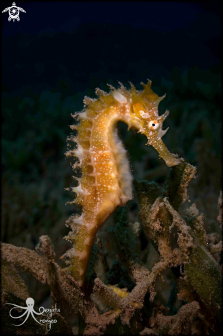 A Seahorse