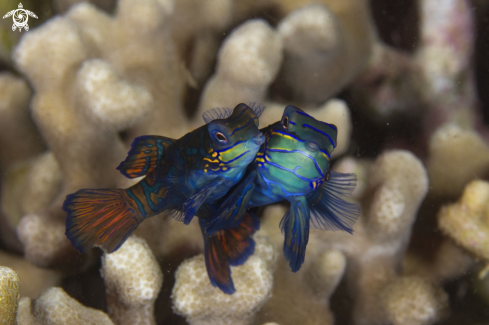 A Mandarin Fish