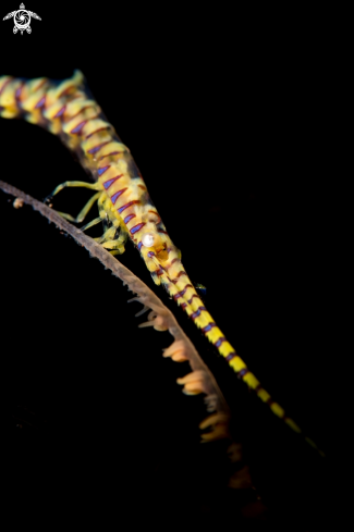 A Tozeuma Shrimp