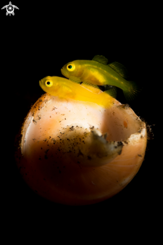 A Pygmy Yellow Gobies