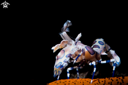 A Harlequin Shrimp