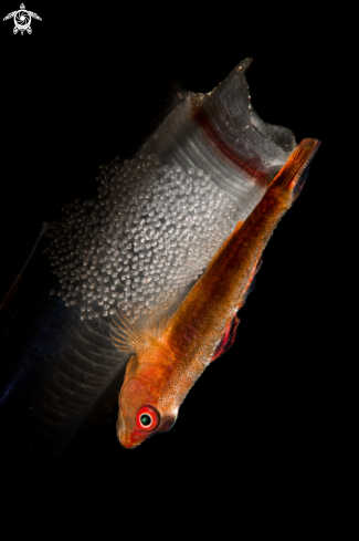 A Goby and Eggs