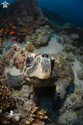 A hawksbill turtles