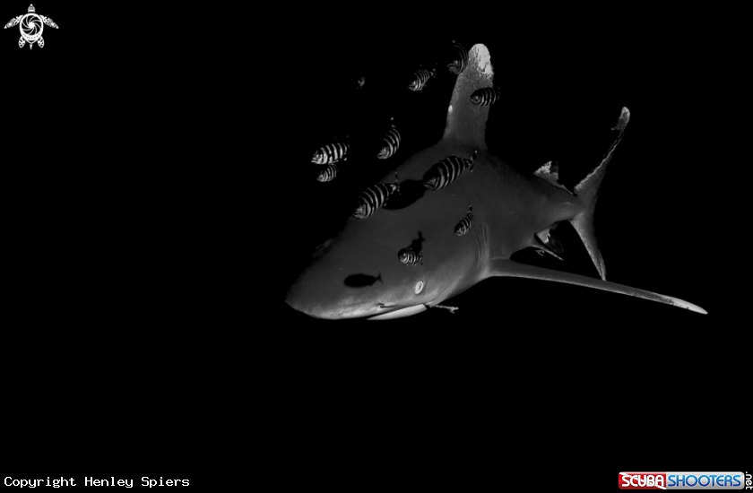 A Ocean White Tip Shark