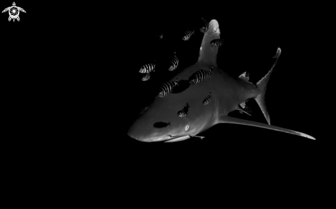 A Ocean White Tip Shark