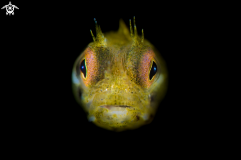 A Golden Roughead Blenny