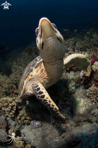 A hawksbill turtles