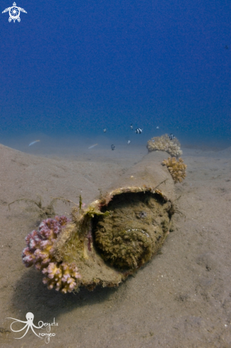 A Stonefish