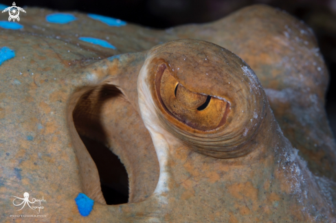 A bluespotted stingray