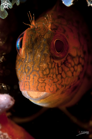 A Blenny