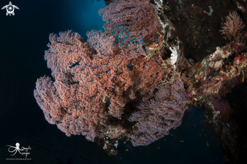 A Soft coral